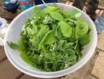 Spring Salad 2014